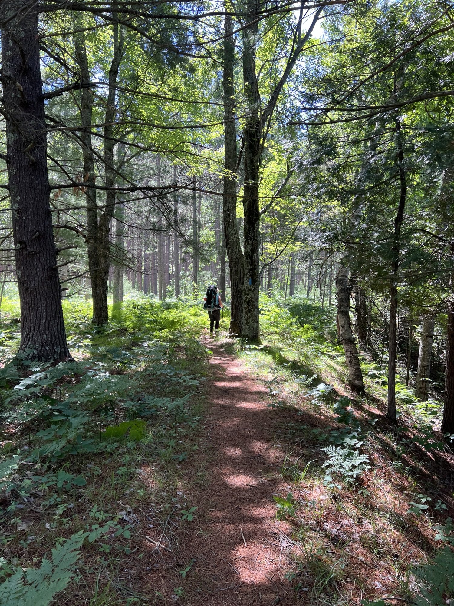 Backpacker hiking through forest in dappled light.